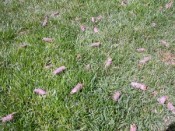 cores of soil from aeration