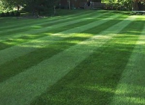 Lawn Leveling Services Provided by Emerald Lawns