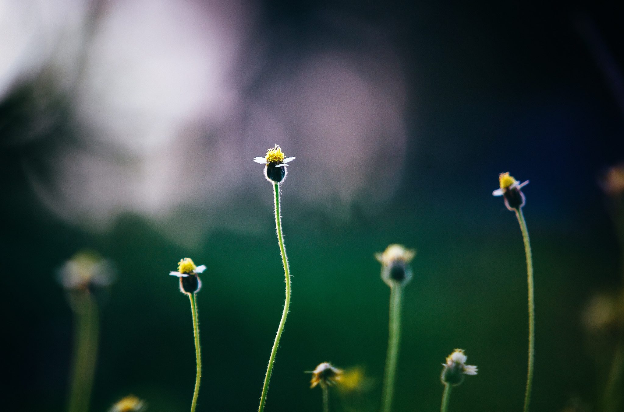 Winter Weeds in Texas Photo by Pexels 333779