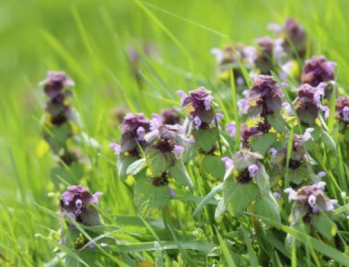 Common Texas Winter Weeds