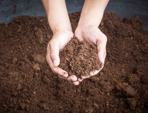 Helping or Hurting? Why Topdressing Composition Matters