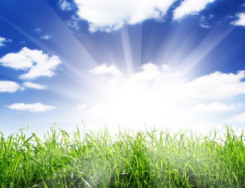 Getting Your Lawn Prepared for Spring