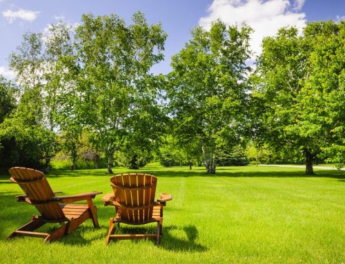 Essential Nutrients for Healthy Grass Plants: Potassium, Nitrogen and Phosphorous