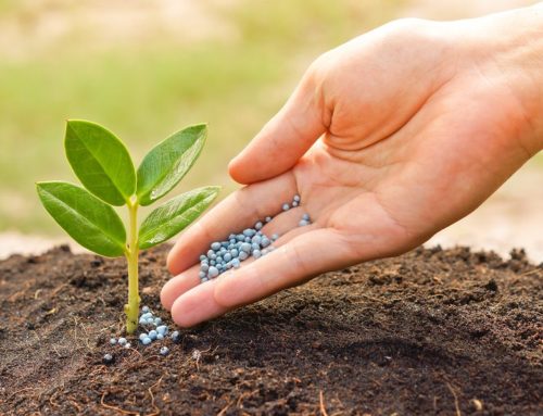 Advantages and Disadvantages of Using Organic Fertilizers