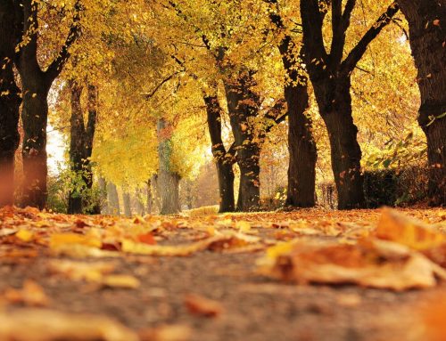 Your Lawn and Fall Fertilization