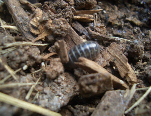 Rollie Pollies Can Remove Toxins from Your Soil