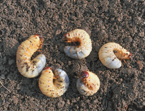 What Is Grub Worm Control?