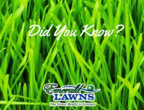 Benefits of a Healthy Lawn